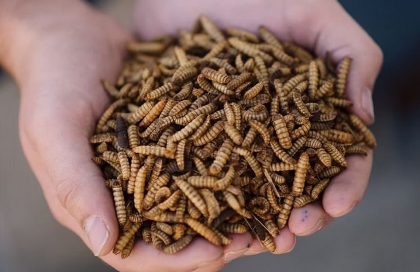 Black soldier fly larvae